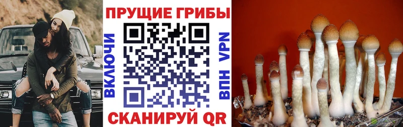 KRAKEN сайт  Пушкино  Галлюциногенные грибы Cubensis 